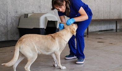 Yılın ilk 6 ayında İzmir’deki barınaklardan 500 köpek sahiplendirildi