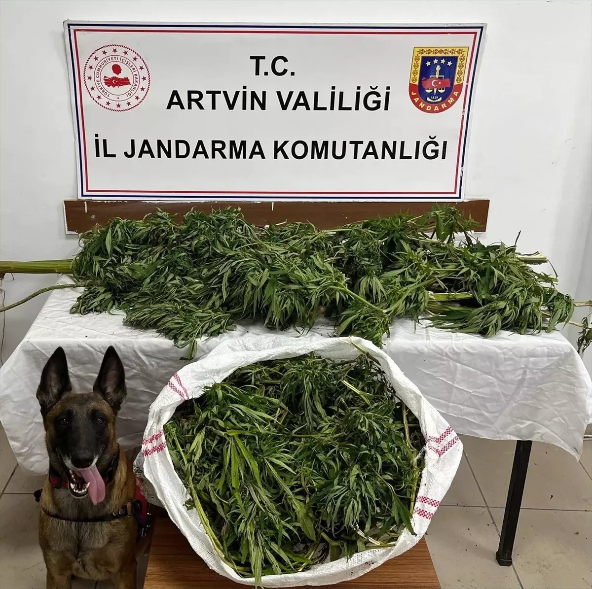 Artvin’de 15,5 kg Esrar Ele Geçirildi