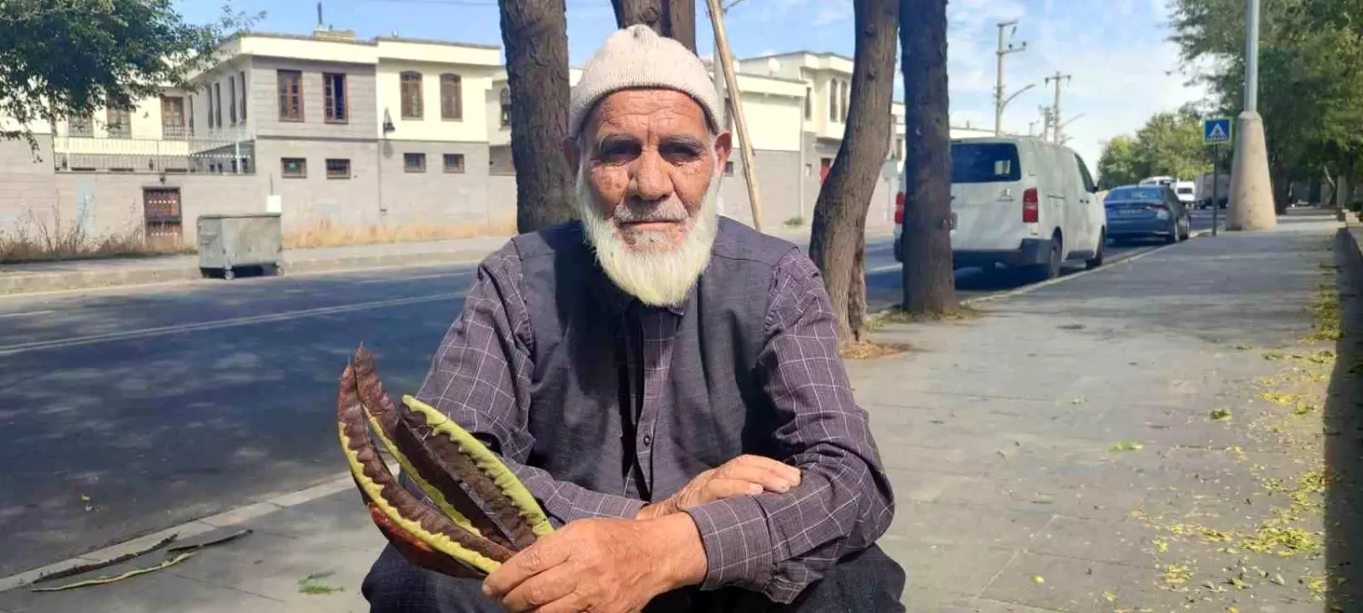 Keçiboynuzu ile Sağlıklı Yaşam ve Hayvan Besleme