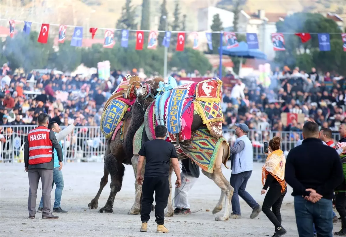 Aydın’da Deve Güreşi Festivali Coşkuyla Gerçekleşti